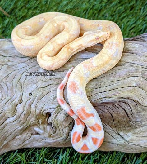 Coral Albino IMG Boa Constrictor by Davinci Boa Albino Boa Constrictor, Snake Colors, Rosy Boa, Danger Noodles, Danger Noodle, Cool Snakes, Pretty Snakes, Colorful Snakes, Boa Constrictor