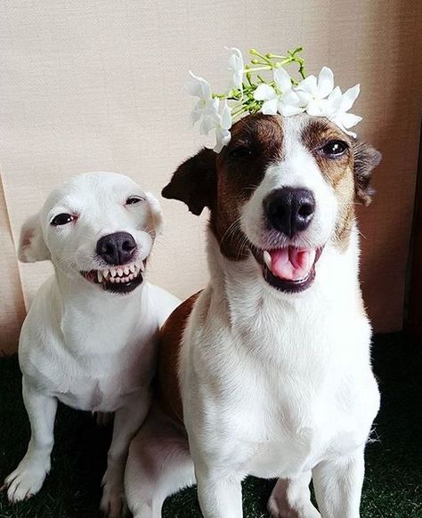 Smiling Dogs, Bull Terrier Dog, Russell Terrier, Jack Russell Terrier, Family Dogs, Pitbull Terrier, Jack Russell, Bull Terrier, I Love Dogs