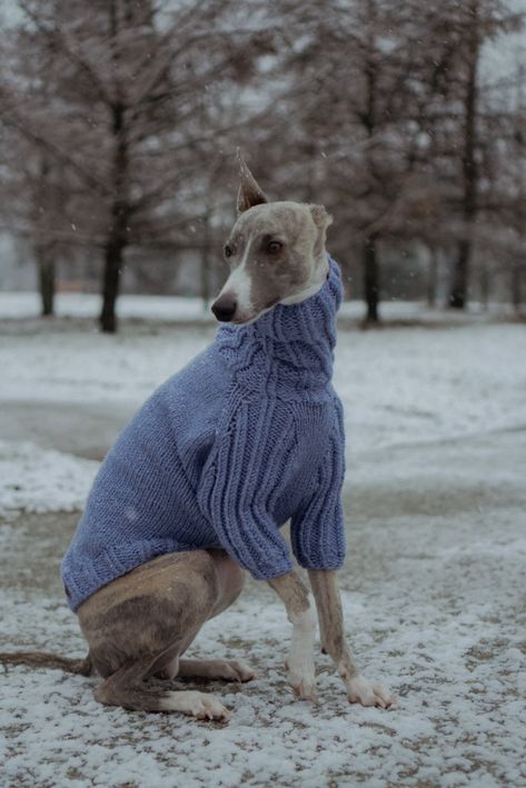 Greyhound Dog Sweater, Dog Jumper Knitting Pattern, Knit A Sweater, Unique Sweater, Jumper Knitting Pattern, Dog Jumpers, Handmade Sweater, Unique Sweaters, Grey Hound Dog