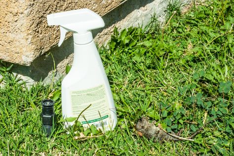 Homemade Rat and Mice Spray Repellent may work for Leprachauns and Fairies. Diy Mice Repellent, Wasp Spray, Peppermint Spray, Rat Repellent, Diy Bug Spray, Rodent Repellent, Mice Repellent, Getting Rid Of Mice, Diy Pest Control