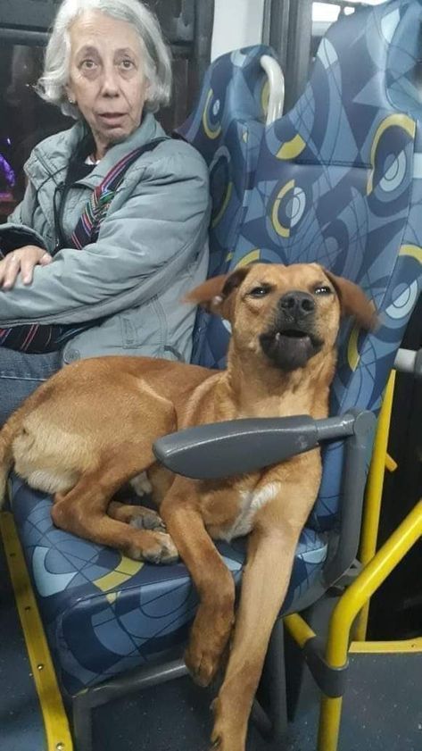 caramelo andando de ônibus Brazil Culture, We Are The World, Meme Faces, Dog Memes, Reaction Pictures, Funny Photos, Brazil, Dog Cat, Funny Gif