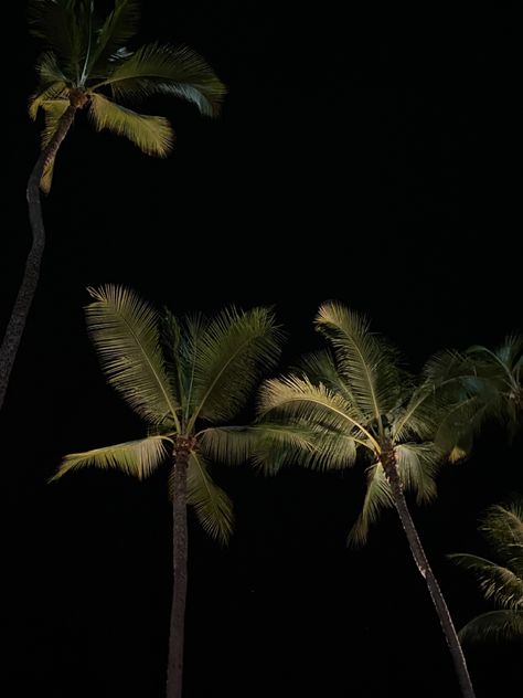 Wallpaper For Phone, Phone Screen, At Night, Palm Trees, Trees, Screen