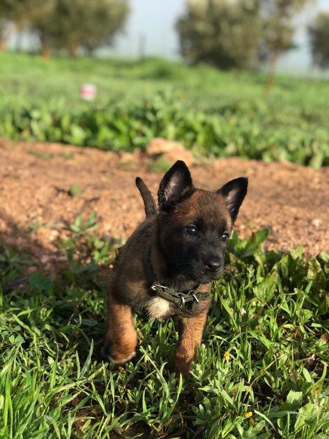 Malinois Dog Puppy, Belgium Malinois Puppy, Belgian Malinois Puppies, Belgium Malinois, Guard Dog Breeds, Army Dogs, Malinois Puppies, Belgian Malinois Dog