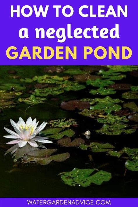 Overgrown Backyard, Small Fish Pond, Fish Ponds Backyard, Small Backyard Ponds, Raised Pond, Small Water Gardens, Ponds For Small Gardens, Fish Pond Gardens, Pond Cleaning