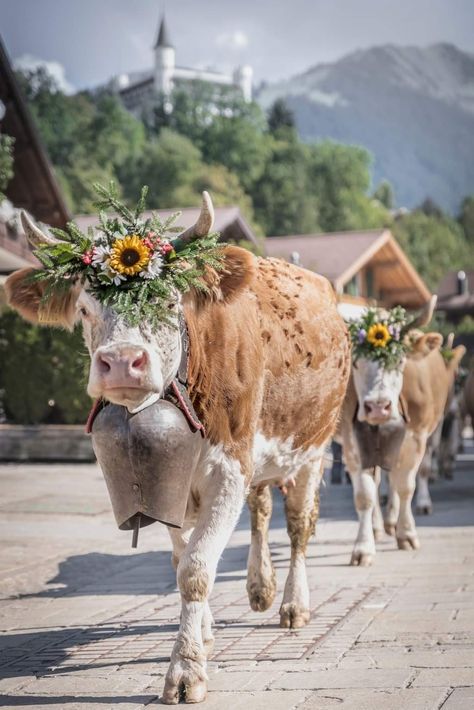 Swiss Cow, Adelboden, Hereford Cattle, Switzerland Tourism, Cow Parade, Swiss Style, Moo Moo, Hereford, Country Wedding