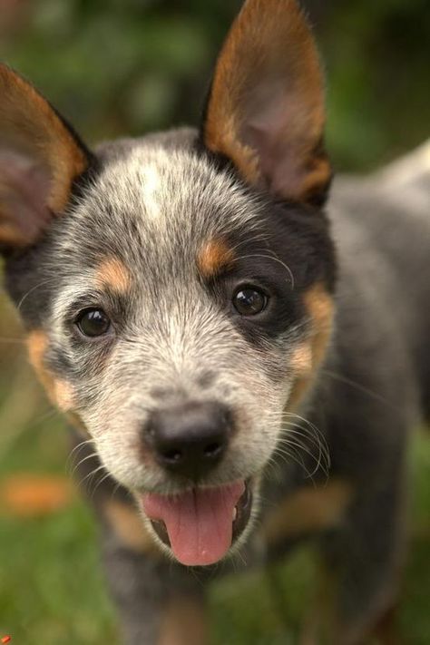 Australian Cattle Dog Puppy, Cattle Dog Puppy, Aussie Cattle Dog, Lancashire Heeler, Blue Heeler Puppies, Smiling Dog, Heeler Puppies, Dog Blue Heeler, Australian Cattle Dogs