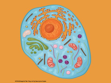 Nucleus Cell Drawing, Eukaryotic Cell Drawing, Cell Illustration, Biology Illustration, Vintage Biology, Human Cell, Sara Lynn, Cell Organelles, Scientific Drawing