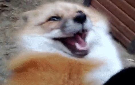 Laughing fox Taxidermy Dog, Fox Memes, Fox Gif, Dog Animation, Pet Fox, Cuddly Animals, Silly Animals, Cute Fox, Anime Couples Drawings