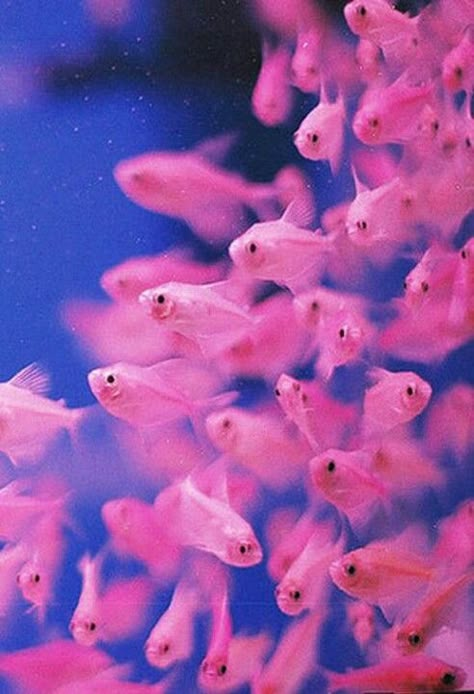 Pink & Blue Color Contrast | Fish | Goldfish Underwater | Ocean | The Sea | Ocean Life | Water Element Tout Rose, Pink Fish, Colorful Nails, Tickled Pink, Everything Pink, Sea World, Sealife, Underwater World, Ocean Life