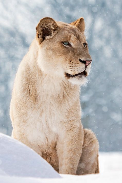 . Snow Lion, Female Lion, Lion Pictures, Large Cats, A Lion, Wildlife Animals, Animal Photo, Beautiful Cats, Big Cats