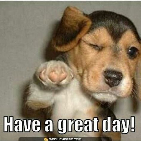 Have yourself a great day. Good Luck Today, Real Estate Fun, Real Estate Memes, Real Estate Ads, Real Estate Humor, Funny Dog Pictures, Puppies Funny, My Future, Puppy Pictures