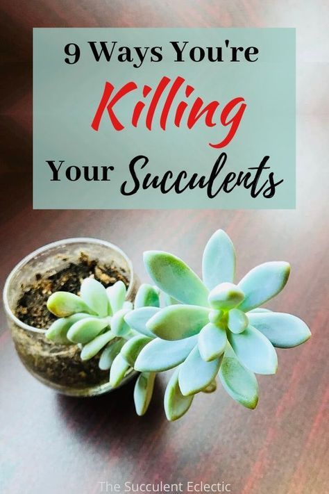 Where To Put Succulents Inside, Succulents In Terrarium, Caring For Succulents Outdoors, Tips For Succulents, Succulent Ideas Indoor, Decorating With Succulents Indoors, Succulent Tips Plant Care, Succulent House Plants, Growing Succulents From Leaves