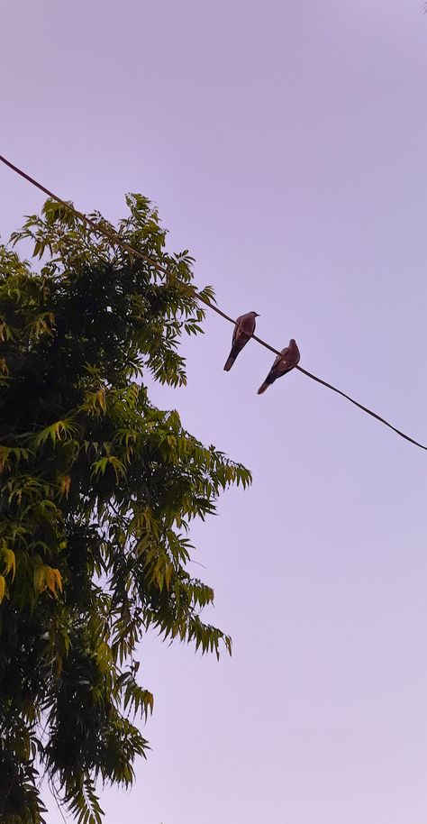 Couple Birds Photography, Aesthetic Tumblr Backgrounds, Bird Couple, Birds Photography Nature, Birds In The Sky, Nature Instagram, Instagram Layout, Instagram Ideas Photography, Darjeeling