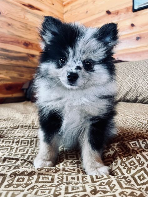 Pomeranian Blue Merle, Chocolate Merle Pomeranian, Merle Pomeranian Puppy, Blue Pomeranian, Small Dog Tattoo, Dog Ear Tattoo, Dogs Tattoo Ideas, Blue Merle Pomeranian, Pomeranian Colors