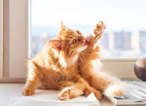 Cat Overgrooming: Why Is My Cat Licking Itself So Much? | PetMD Animal Tips, Flea Remedies, Purebred Cats, Human Animal, Bald Patches, Himalayan Cat, Cat Photos, Cat Help, Outdoor Cats