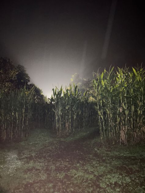 halloween/fall corn maze🍂♥️ Halloween Maze Aesthetic, Corn Field At Night, Scary Farm Aesthetic, Halloween Corn Maze, Midwestern Halloween, Farm Aesthetic Dark, Horror Farm, Corn Field Aesthetic, Dwd Aesthetic