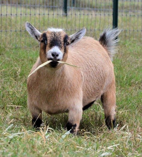 American Pygmy Goat, Pygmy Goats, Gorgeous Animals, Pygmy Goat, Cute Goats, Goats, Animals, Quick Saves