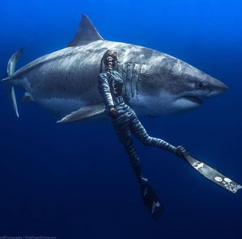 Ocean Ramsey, Largest Great White Shark, Shark Photos, Shark Fish, Shark Pictures, Shark Girl, Underwater Pictures, Under The Water, Shark Diving