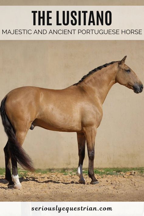 Lustiano Horses, Lusitano Stallion, Lusitano Horse, Horse Games, Horse Inspiration, Iberian Peninsula, Types Of Horses, Andalusian Horse, Animals Amazing