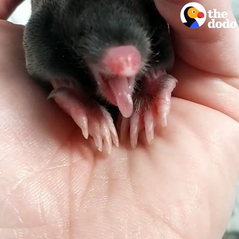 This Perfect Creature Is A Baby Mole | A very adorable baby mole grows up overnight 😍 | By Little But Fierce by The Dodo Mole Animal, Baby Mole, Hard To Say Goodbye, Dug Up, Adorable Baby, Mole, Growing Up, Cute Animals, Twitter