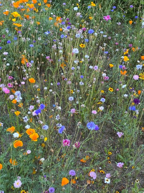 #wildchild #flowers #wildflowers South Dakota Wildflowers, Alberta Wildflowers, Scottish Wildflowers, Front Porch Flowers, Colorado Wildflowers, Wildflowers Photography, Porch Flowers, Wedding Thanks, Ireland Wedding