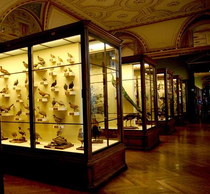 Museum Curator, English Interior, Cabinet Of Curiosities, Natural History Museum, Creature Feature, Zoology, Strasbourg, History Museum, National Museum