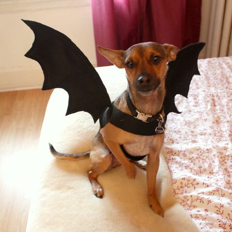 Tutorial: Dog Bat Costume - Life at Cloverhill Dog Bat Costume, Customes Halloween, Diy Bat Costume, Coco Costume, Wing Tutorial, Taco Costume, Halloween Dogs, Bat Dog, Easy Costume