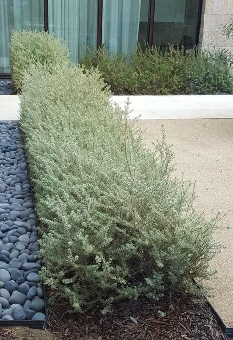 Westringia fruticosa 'Morning Light' - Boething Treeland Farms Westringia Fruticosa, Rosemary Plant, Drought Tolerant Landscape, Specimen Trees, Home Landscaping, Drought Tolerant Plants, Buy Plants, Easy Garden, Modern Landscaping