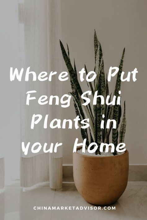 Where to Put Feng Shui Plants in your Home Plants For Entrance House, Plants That Bring Good Luck, Money Plant Decor Ideas Living Rooms, Feng Shui Plants Houseplant, Plants In Bedroom Decoration, Feng Shui Plants Front Doors, How To Display Plants Indoors, Indoor Plants Display, Money Plant Care Tips