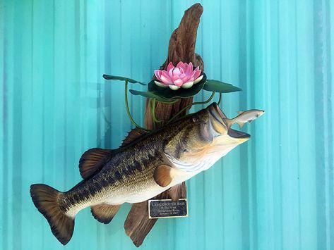 Bass Mounts Largemouth, Bass Mounts, Fish Taxidermy, Fish Reference, Animal Mounts, Fish Mounts, Taxidermy Display, Fish Decor, Lake Side