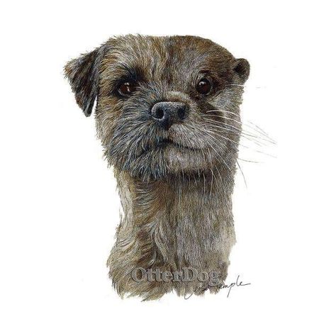 Border Terrier Art, Cute Borders, Border Terrier, Brown Dog, Bull Terrier, Otters, Cuteness Overload, Mans Best Friend, Beautiful Creatures