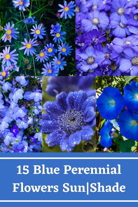 Blue Drought Tolerant Plants, Blue Perrenial Plants, Blue Annual Flowers, Blue Perennial Flowers, Full Sun Drought Tolerant Plants, Flowers For Full Sun, Blue Perennials, Gothic Gardens, Low Maintenance Perennials