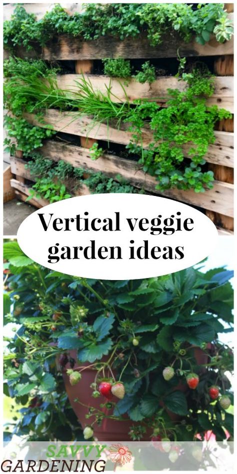 Vertical vegetable garden ideas Vegetable Garden Ideas, Vertical Vegetable Gardens, Gutter Garden, Vertical Vegetable Garden, Growing Pumpkins, Vertical Herb Garden, Vertical Garden Diy, Vegetable Gardens, Bottle Garden