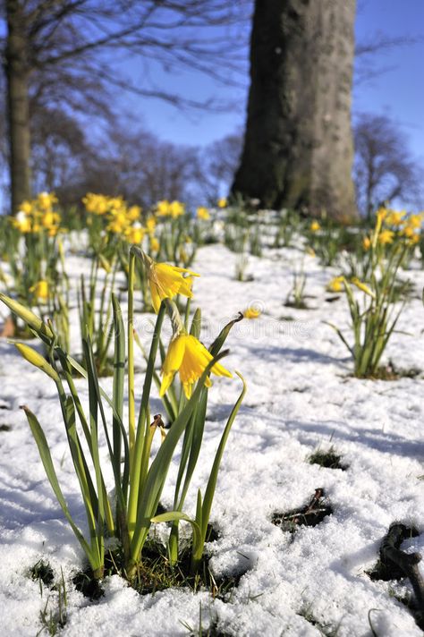 Daffodill in Spring Snow. Spring Yellow Daffodills in Melting Snow #Sponsored , #SPONSORED, #AD, #Spring, #Melting, #Daffodills, #Daffodill Melting Snow, Spring Snow, Rare Features, Spring Yellow, Spring Images, Snow Melting, Spring Projects, Spring Mood, Cold Spring