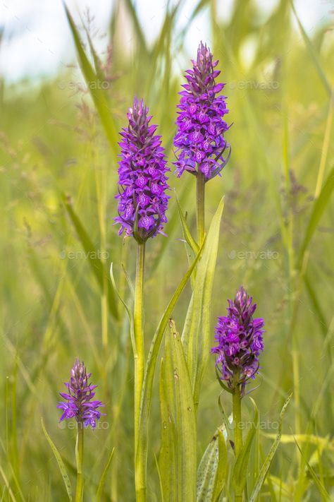 Plant Portrait, Western Wild, Norfolk Broads, Flower Close Up, Natural Nature, Male Man, Family Posing, Floral Flower, Green Background