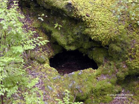 Other entrance to the new-born-wolf's den Wolf Den Aesthetic, Animal Dens Nature, Thunderclan Aesthetic, Windclan Camp, Therian Den, Camp Entrance, Cat Den, Warriors Erin Hunter, Warriors Oc