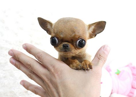 Teacup Chihuahua Puppies | Recent Photos The Commons Getty Collection Galleries World Map App ... Tea Cup Chihuahua, Small Chihuahua, Micro Teacup Puppies, Black Pug Puppies, Teacup Chihuahua Puppies, Cute Teacup Puppies, Baby Chihuahua, Chihuahua Puppy, Teacup Chihuahua