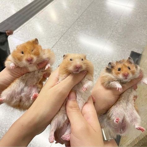 Types Of Hamsters, Cool Hamster Cages, Hamster Pics, Hamster Life, Hamster Habitat, Baby Hamster, Hamster Eating, Cutee Animals, Hamster Cages