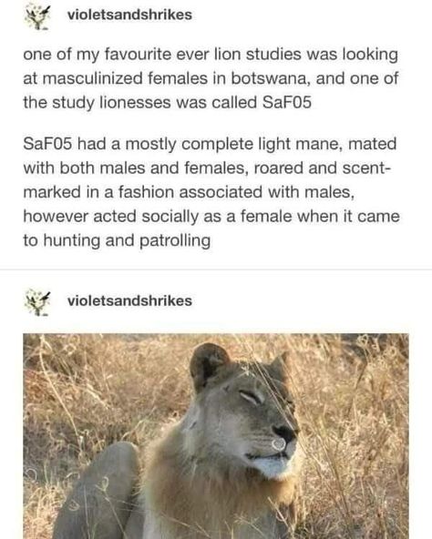 Queer Animals, Zoology Aesthetic, Reptile Facts, Gay Animals, Wholesome Aesthetic, Sailor Uranus, Animal Facts, Zoology, The More You Know