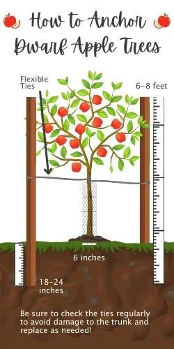 Where To Plant Apple Trees, Honeycrisp Apple Tree, Growing Apple Trees, Apple Tree Care, Pioneer Living, Suburban Homestead, House Courtyard, Fruit Growing, Food Forest Garden