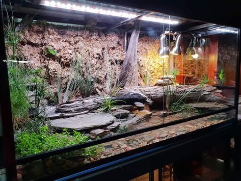 Terrárium African Bullfrog Enclosure, Turtle Paludarium, Snake Terrarium Ideas, Reptile Terrarium Ideas, Turtle Terrarium Ideas, Terrarium Turtle, Turtle Enclosure, Bioactive Vivarium, Turtle Terrarium