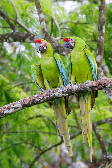 Great Green Macaw Birds Scenery, Costa Rica Pictures, Green Macaw, Talking Parrots, Parrots Art, Macaw Parrot, Parrot Toys, Colorful Feathers, Big Bird