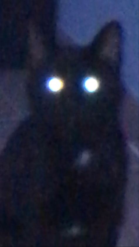 Star Flesh, Starflesh Core, Void Cat, Cat Core, Black Cat Aesthetic, Dark Horror, Flying Cat, Emo Pfp, Cats Black