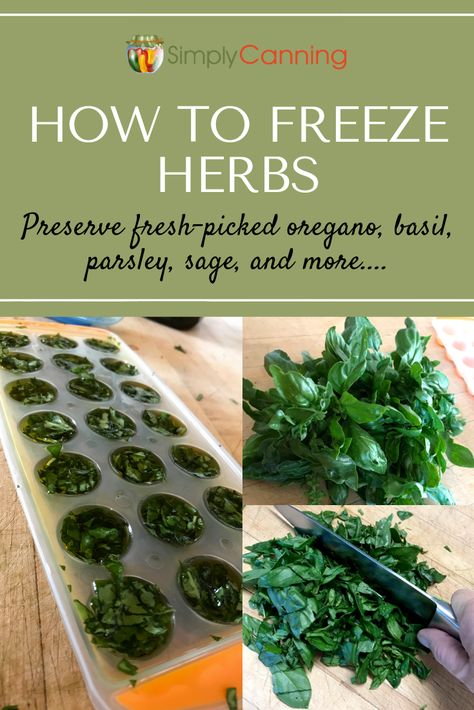 How To Freeze Herbs, Freeze Herbs, Freezing Fresh Herbs, Preserve Fresh Herbs, Store Fresh Herbs, Drying Fresh Herbs, Freezing Vegetables, Freezing Herbs, Preserving Herbs