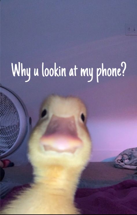 Funny Lock Screen, Funny Quotes Wallpaper, Funny Lock Screen Wallpaper, Funny Lockscreen, Phone Humor, Funny Pix, Funny Iphone Wallpaper, Funny Phone Wallpaper, Funny Animal Jokes