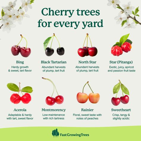 Fast Growing Trees Cherry Farm, Growing Trees, Farm Lifestyle, You Name It, Fast Growing Trees, Veg Garden, Home Vegetable Garden, Container Gardening Vegetables, Love Garden