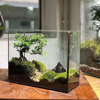 Terrarium Tank Ideas, Landscape Terrarium, Terrarium Scene, Plant In Glass, Fish Tank Design, Beautiful Terrariums, Aquarium Landscape, Mini Terrarium, Moss Terrarium