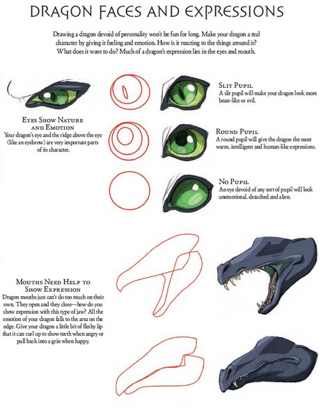 Facial Expressions Character Design, Dragon Faces, Dragon Poses, Dragon Anatomy, Dragon Base, Facial Anatomy, Dragon Face, Learning To Draw, Dragon Sketch