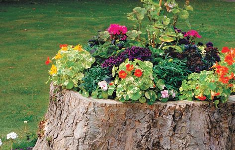 How to Create a Tree-Stump Planter Tree Stump Planter, Diy Outdoor Decor, Garden Yard Ideas, Tree Stump, Front Yard Landscaping Design, Lawn And Garden, Dream Garden, Yard Landscaping, Garden And Yard