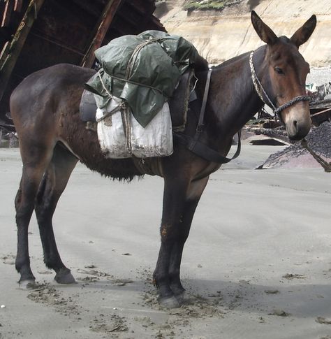 Missouri State Animal - Missouri Mule Miep Gies, Mules Animal, Barbados Food, Pack Mule, Female Horse, Missouri Mule, Muar, Cowboy Gear, Emotional Support Animal